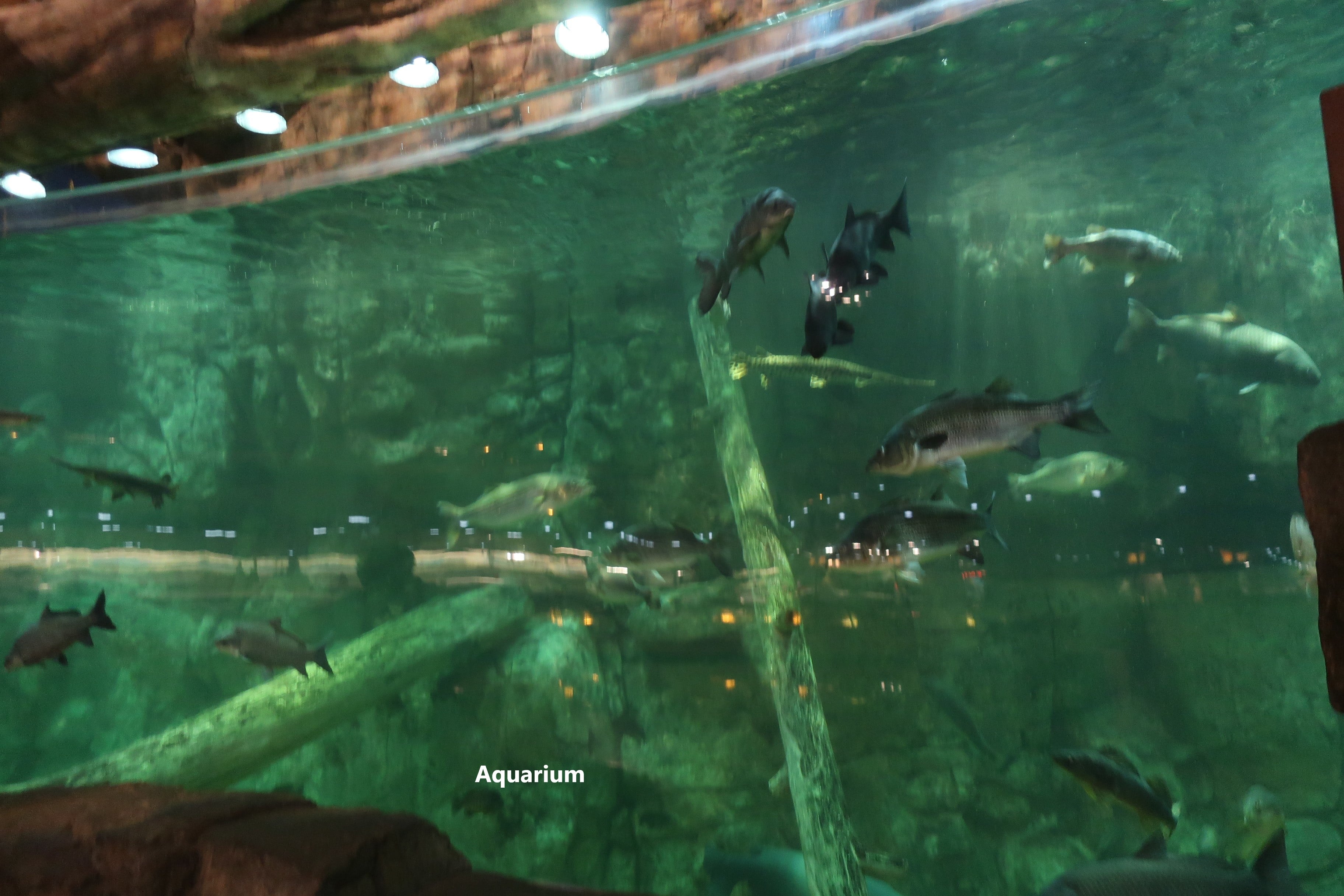 Memphis, Tennessee basspro shop aquarium
